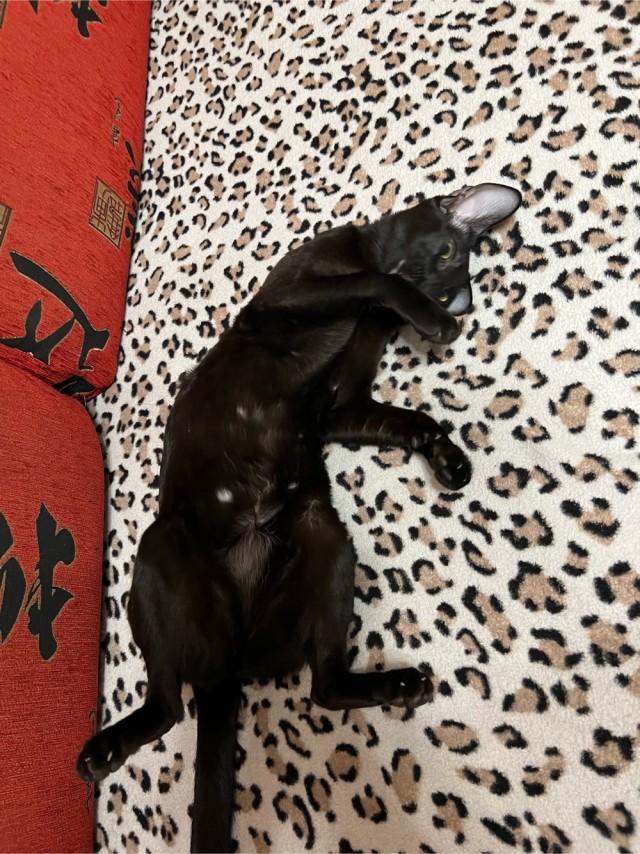 Начинаем котовторник.