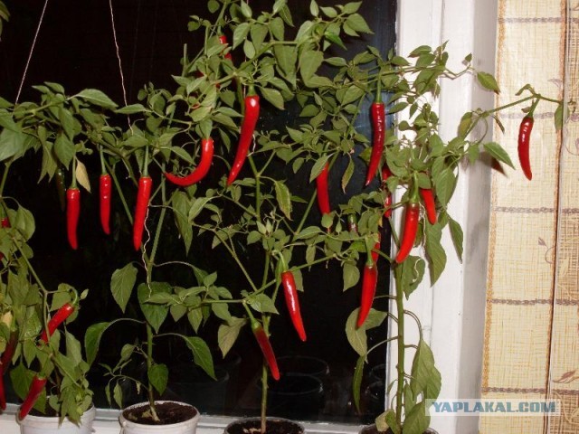 Про цветы домашние