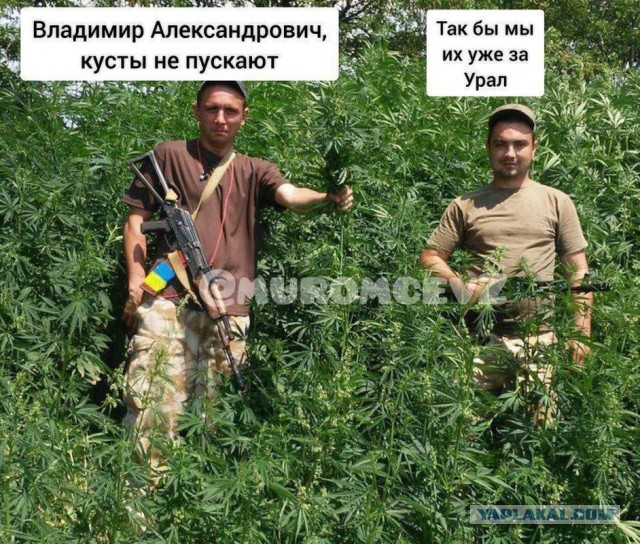На Украине назвали виновных в провале контрнаступления ВСУ