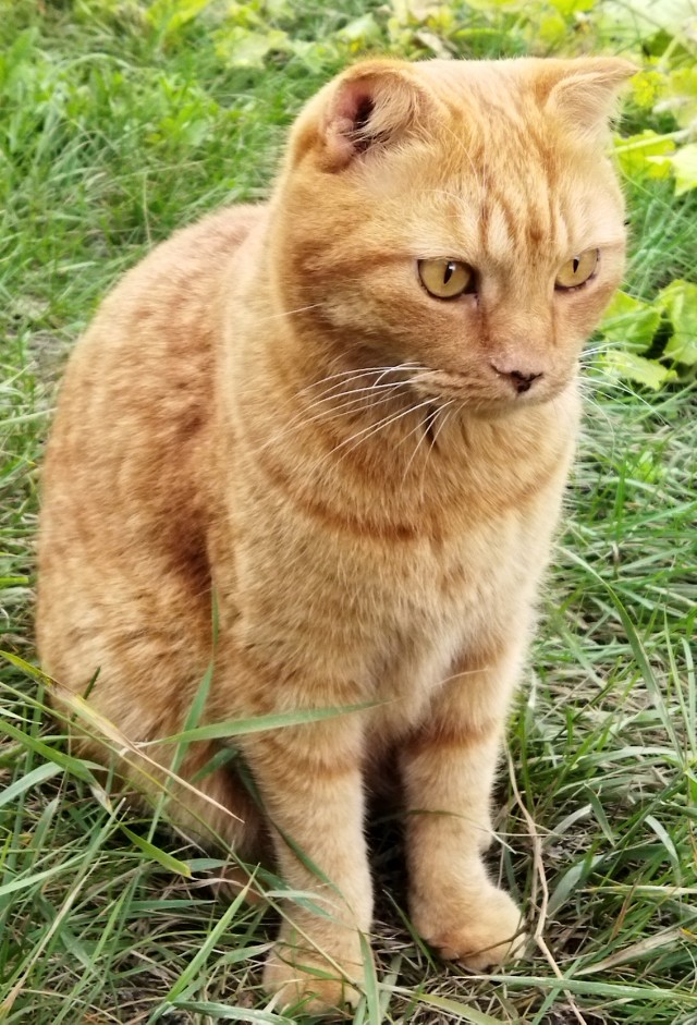 Осенняя кошка