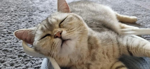 Почему кошка спит с человеком: 3 основные причины и важные моменты, о которых следует знать