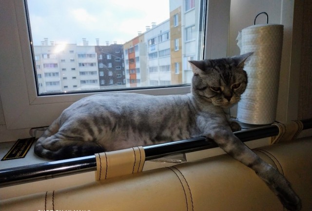 Юбилей кота 09.ХII.2013