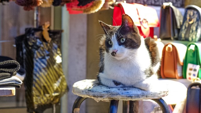 Стамбульские котики