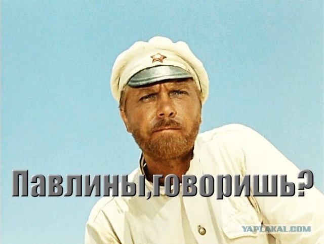 Уважаемые петербуржцы, а давно у вас в лесах павлины водятся?