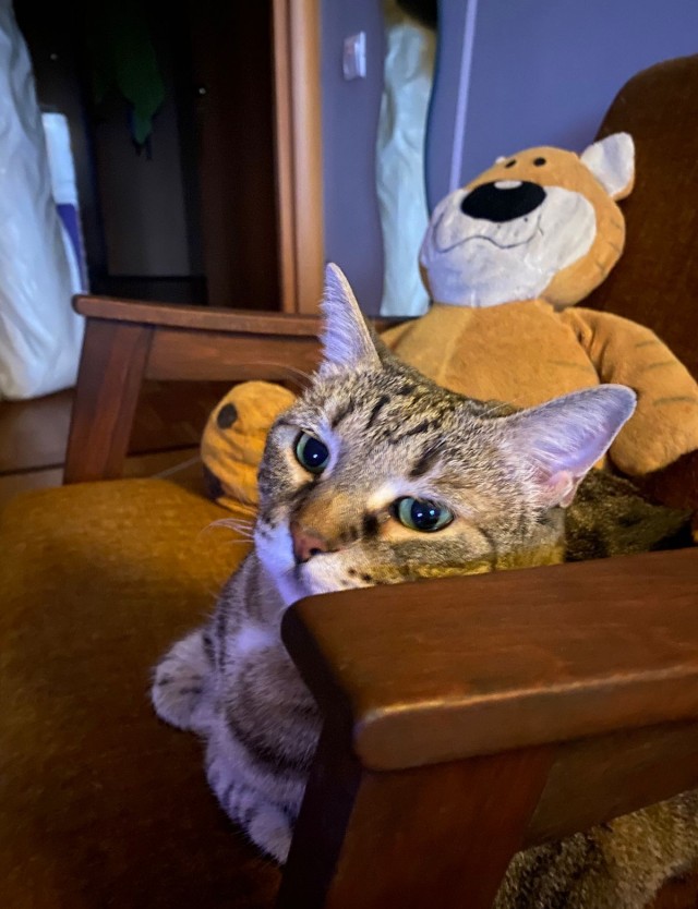 Всех с котовторником
