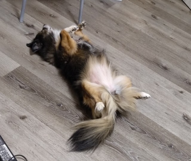 Собаки которые уснули в прикольных позах