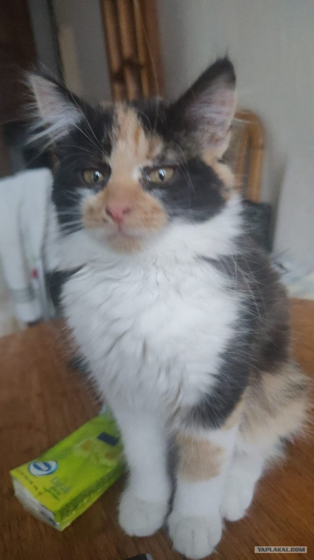 Маленькое мур-чудо