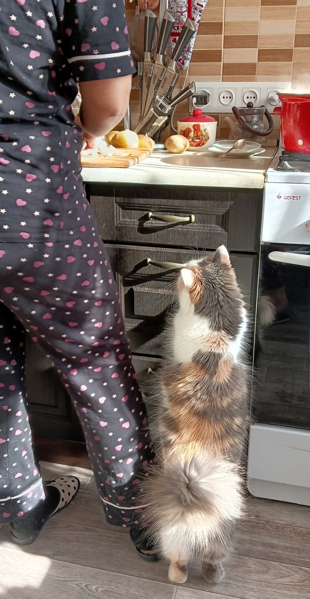 К котовторнику