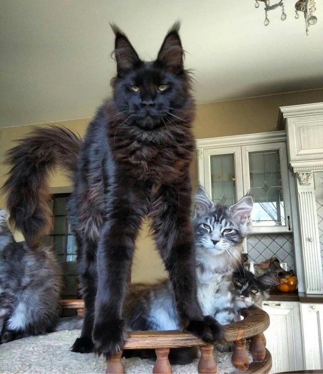 Котовторник! Успел!)