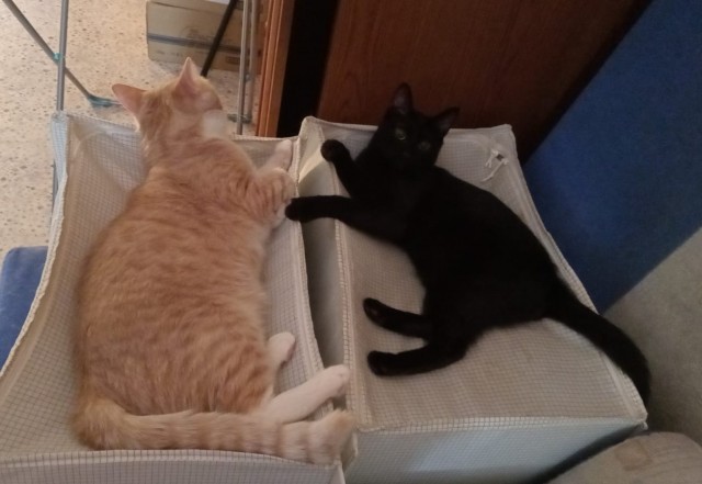 Нефотогеничный кот