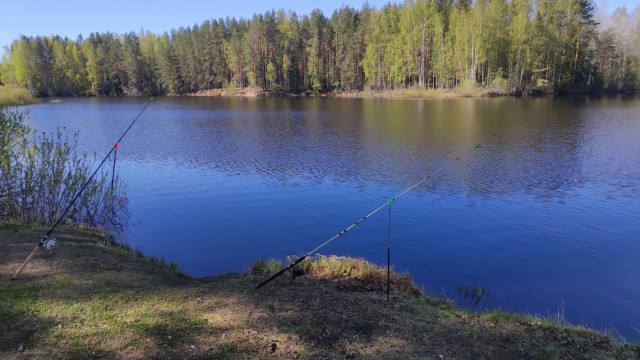 Рыбалка в сосновом бору