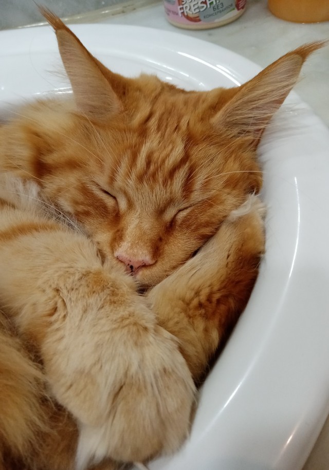Котовторник