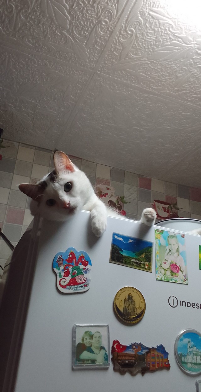 Понаставят хлама, коту пройти негде