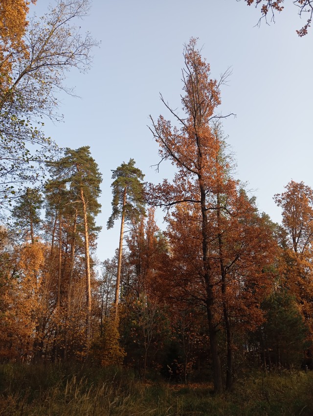 Фото всякие с телефона.