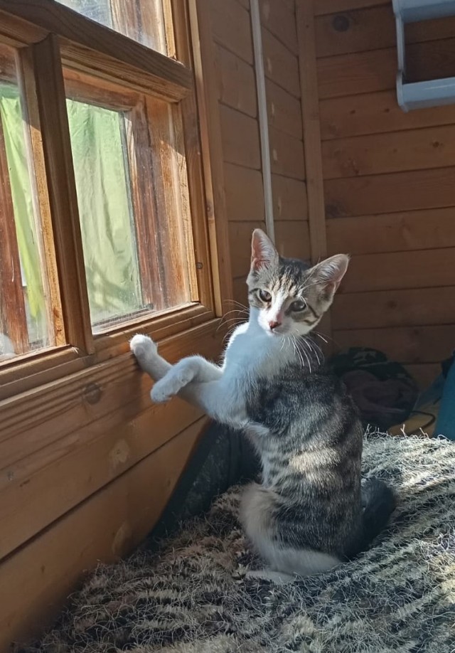 Уличные котики