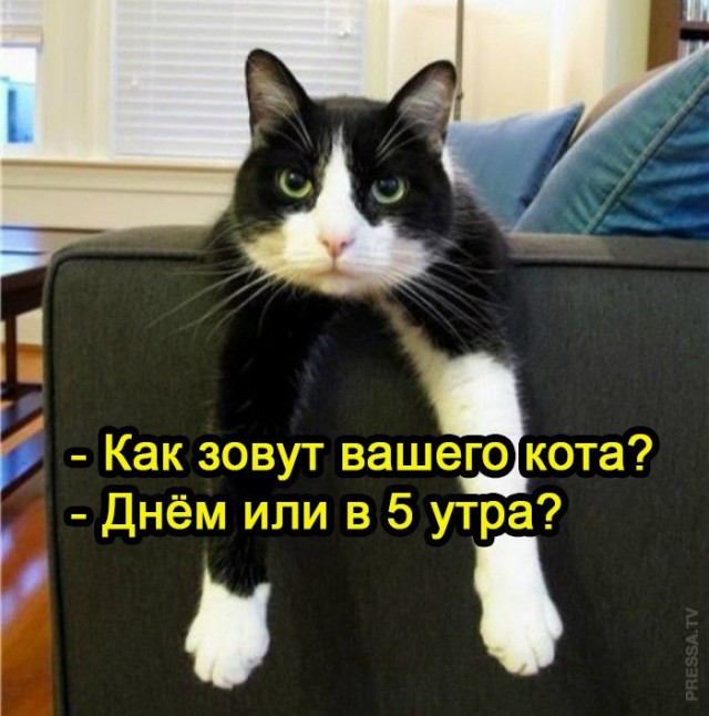 Веселые картинки в пятницу (27.03)