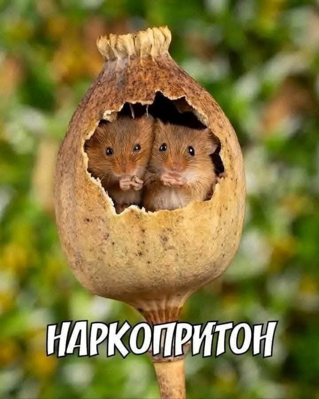 Субботние картинки