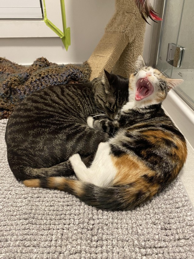 Кошкина зевота