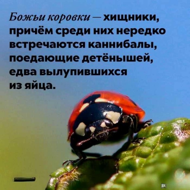 Интересные и короткие факты, на все случаи жизни