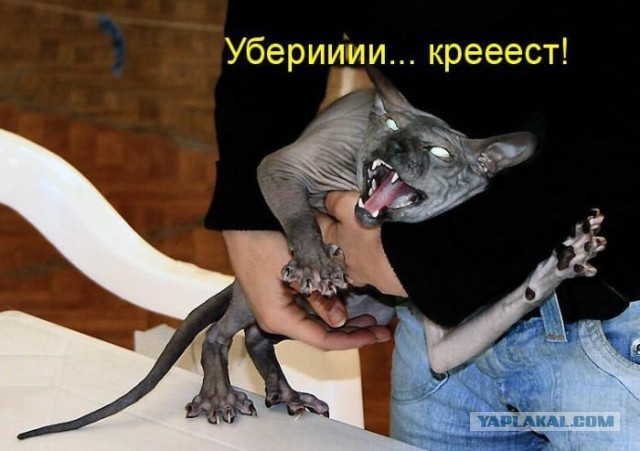 Не про олимпиаду