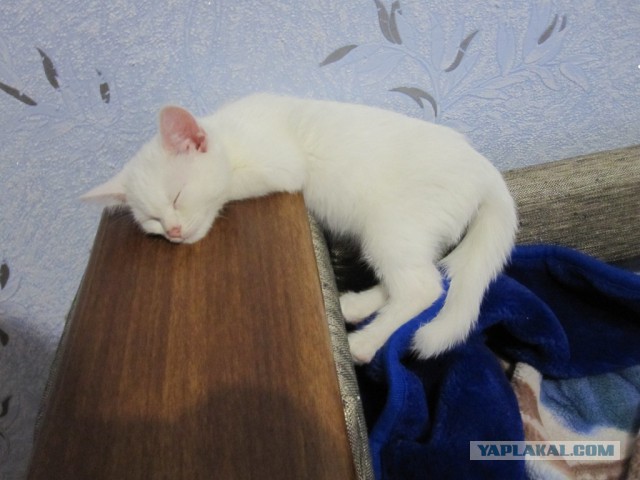 Котовторник 6.05.2014
