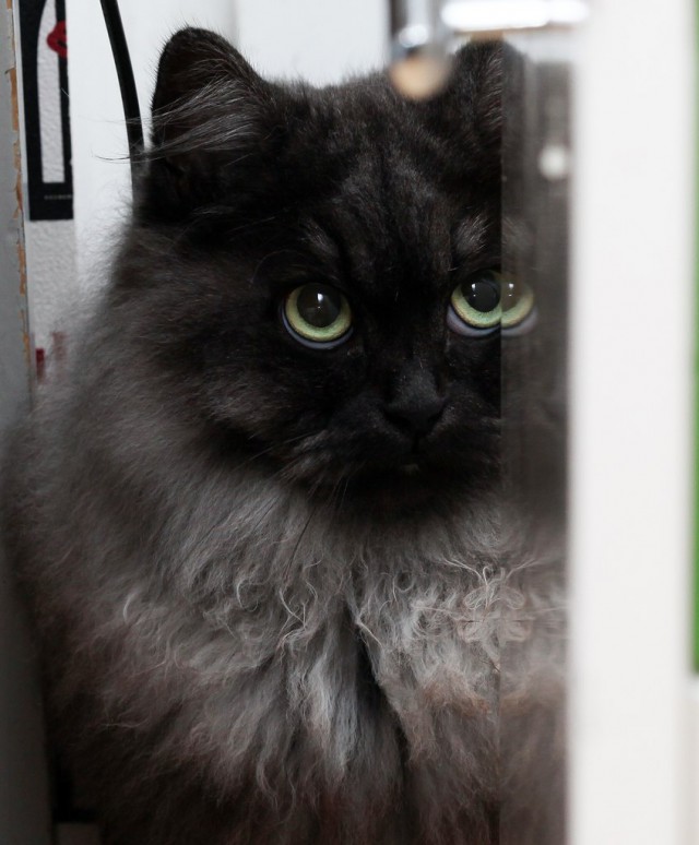 Котовторник 30.09.2014