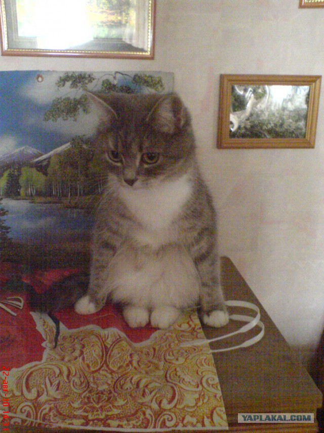 Моя кошка гопник!