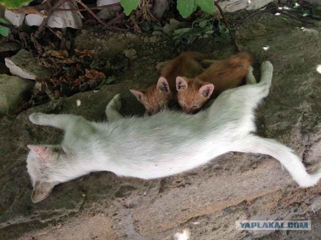 Бакинские котаны