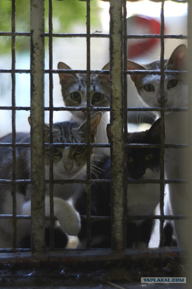 Котовторник 07 04 2015