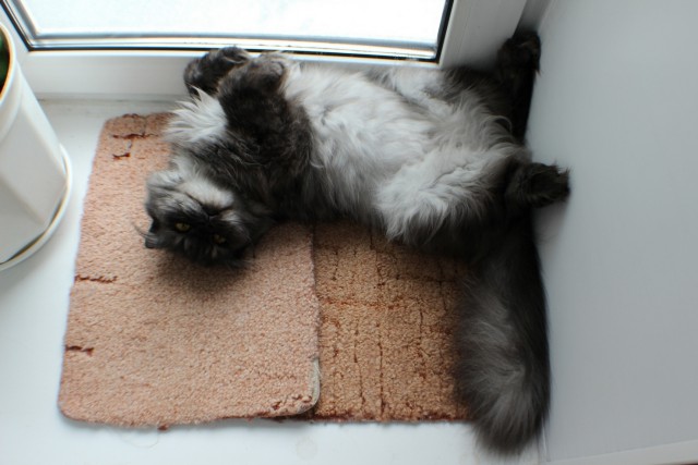 Котовторник 16.06.2015., Котовторник наступил!