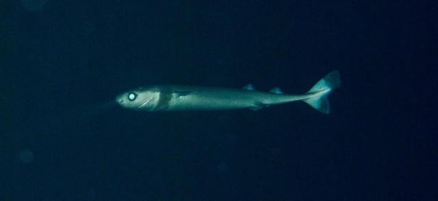 Бразильская светящаяся акула