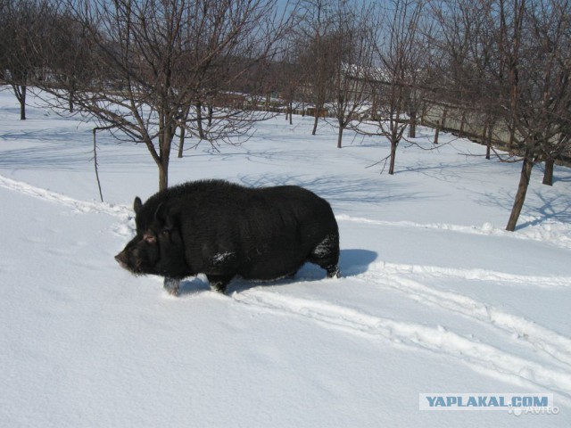 Поросята