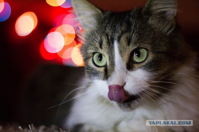 Котовторник 24.11.2015