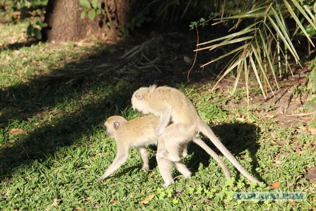Самостоятельное путешествие в Шри-Ланку