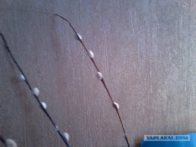 Подарил тёще вербу с плащём и она меня простила