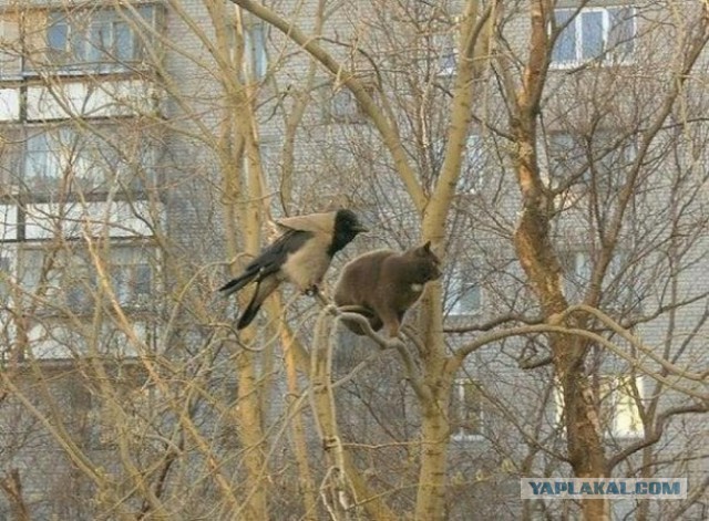 Божьи твари