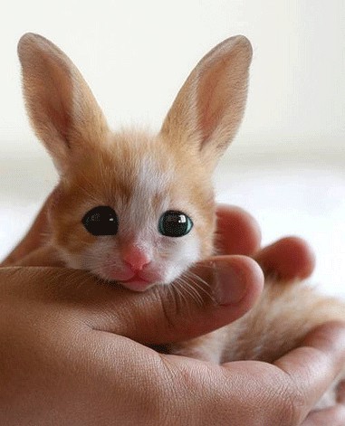 Котозаяц, экспериментальный зверь