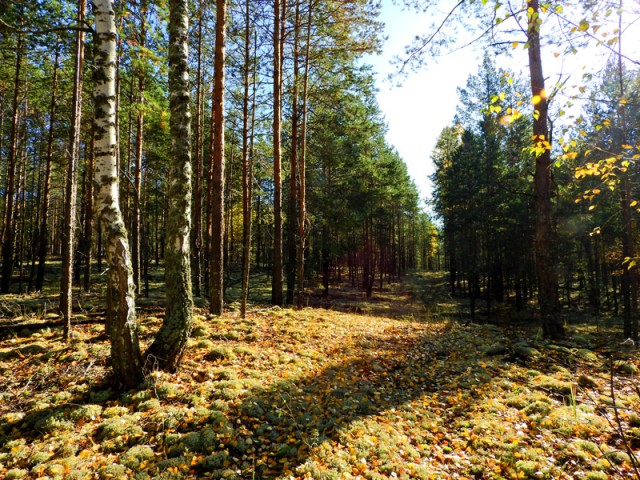 Прогулка по лесу с ножом, фотоаппаратом и ведром.