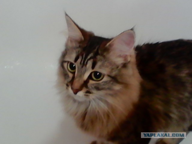 Собака нашла котейку.