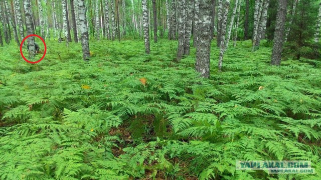 Пойди найди: снайпера ВДВ показали чудеса маскировки в лесах Псковской области