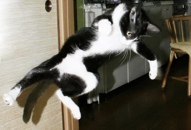 Коты и Кошки