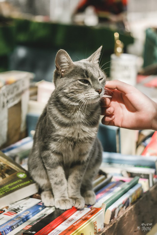 Коты и Кошки