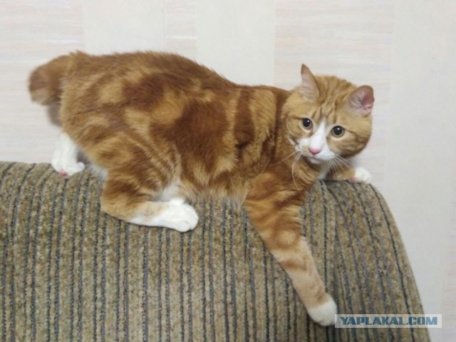 Котовторник 02.01.2018