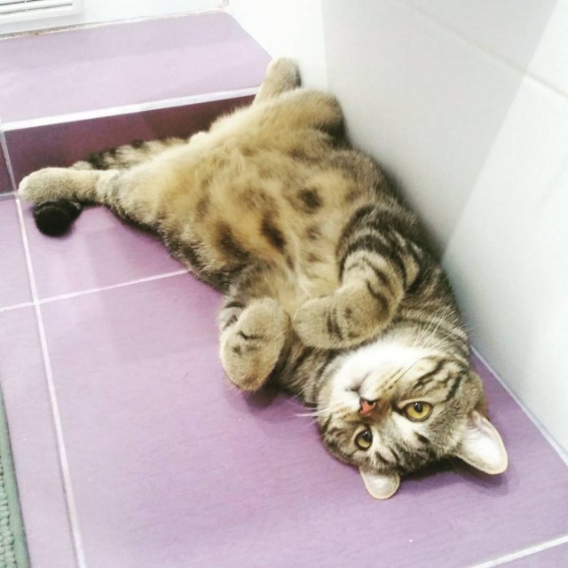 Котовторник  23.01.2018