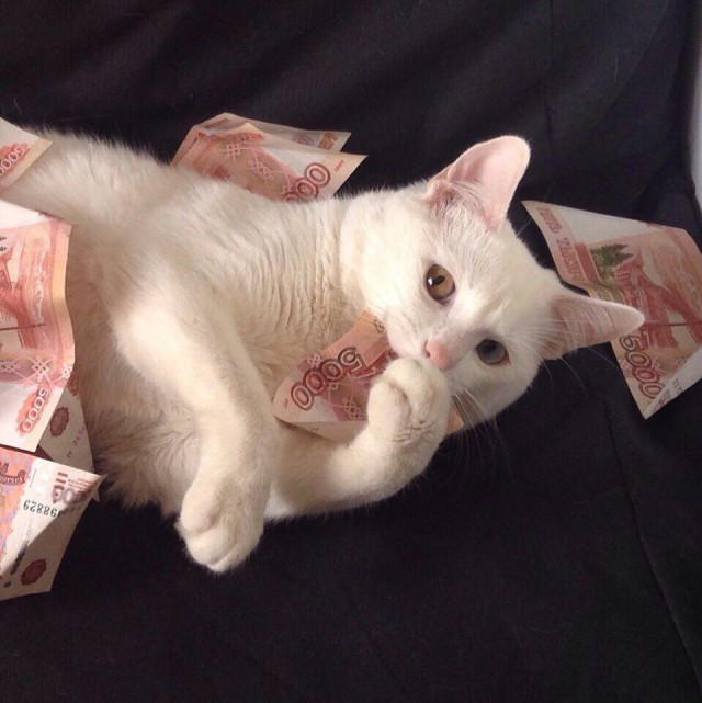 Прикольных котов пост
