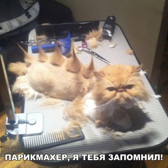 Нестандартный юмор