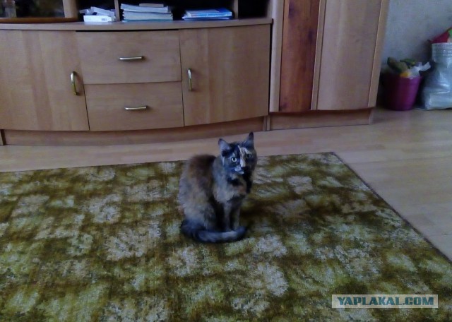 Котовторник  12.06.2018