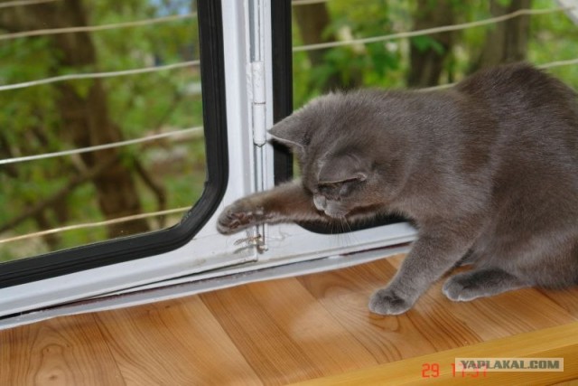 Уррааа! Котомет на ЯПлакалъ.