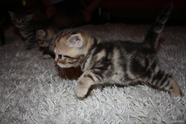 Котовторник (02.06.2009)