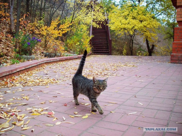 Котовторник - С праздником, котоводы!